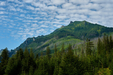 Fototapeta na wymiar Mountains range near forest trees at summer day