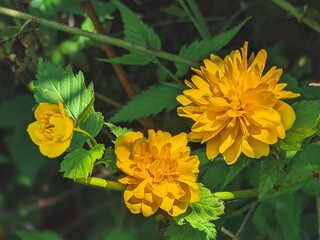 details of a yellow flowering plant, Kerria japonica pleniflora, double flower