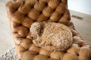 Sweet mini Golden Doodle Napping on Chair in Living Area