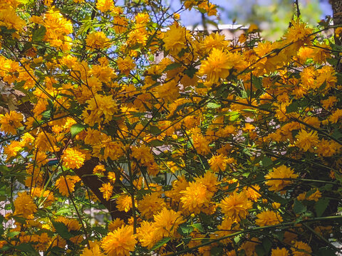 details of a yellow flowering plant, Kerria japonica pleniflora, double flower