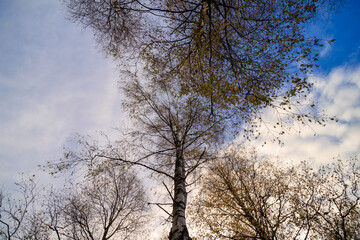 tree in the sky