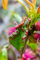 Peach leaf curl. Fungal disease of peaches tree. Taphrina deformans. Peach tree fungus disease. Selective focus. Topic - diseases and pests of fruit trees, pest control. Square