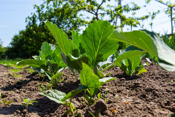 young cabbage sprout on the vegetable bed