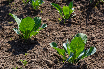 young cabbage sprout on the vegetable bed