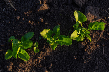 field of young green sugar beet