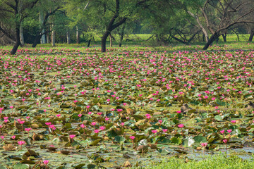 Gulawat Lotus Valley is located in Hatod tehsil in Indore city of Madhya Pradesh state of India.