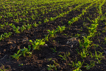 field of young green sugar beet