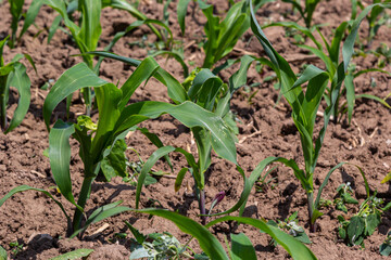 Young corn plants growing on the field on a sunny day. Selective focus