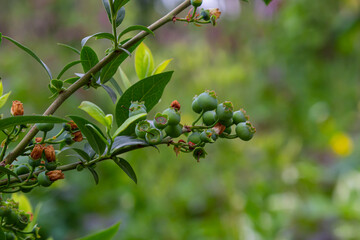 Green blueberries, Vaccinium corymbosum, ripening fruit on a blueberry bush, close-up view