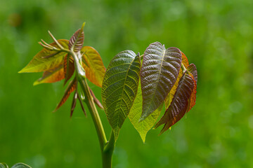 Natural background with walnut leaf