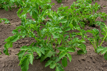 Potato field with green shoots of potatoes