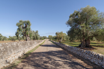 Fototapeta na wymiar Country road lined by olive trees, Puglia, Italy
