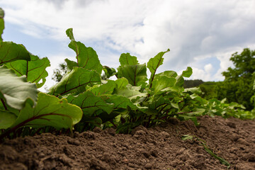 Leaf of beet root. Fresh green leaves of beetroot or beet root seedling. Row of green young beet leaves growth in organic farm. Closeup beetroot leaves growing on garden bed. Field of beetroot foliage