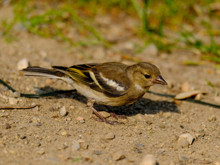 Close-up of a pretty young chaffinch looking for food, taken in Germany on a sunny day. 