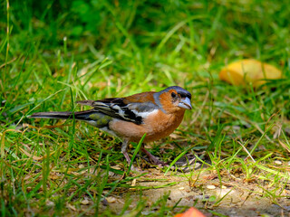 Close-up of a pretty young chaffinch looking for food, taken in Germany on a sunny day. 