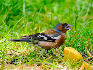 Close-up of a pretty young chaffinch looking for food, taken in Germany on a sunny day. 