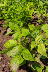 Closeup of young Green bean or Phaseolus vulgaris plants growing in dry soil