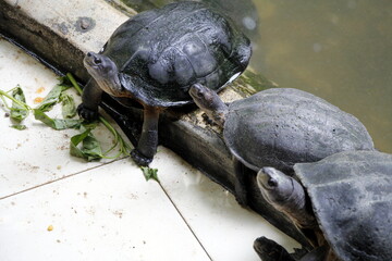 turtles family. Sri Lanka
