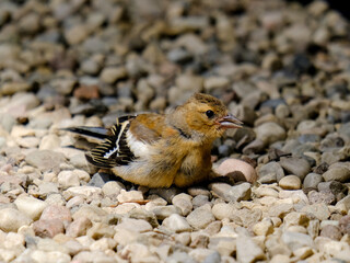 Close-up of a pretty young chaffinch looking for food, taken in Germany on a sunny day. 