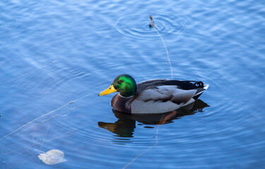 Wild ducks on a clear lake, bright and full of vitality