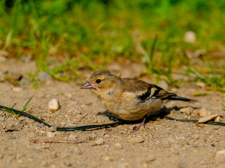 Close-up of a pretty young chaffinch looking for food, taken in Germany on a sunny day. 