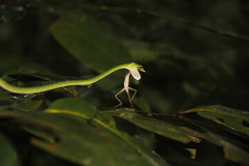 Green pit vipers snake on tree and Hunt the Chameleon in sri lanka