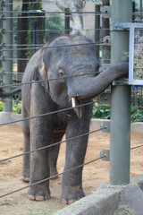 A young Asian elephant at the Houston Zoo. © David McQ