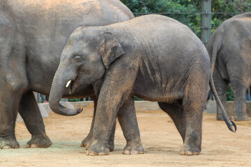 A young Asian elephant at the Houston Zoo.