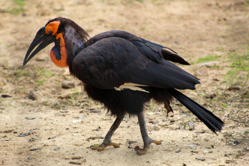A Southern Ground Hornbill at the Houston Zoo