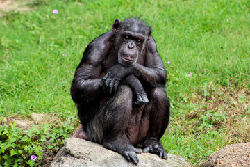 A thoughtful looking chimpanzee at the Houston Zoo.