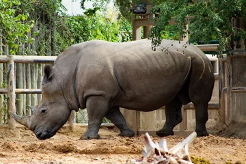 Gardinen Nashorn rhino in the zoo  © David McQ