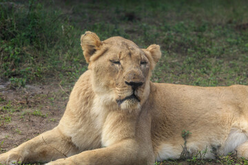 A lioness at the Houston Zoo.