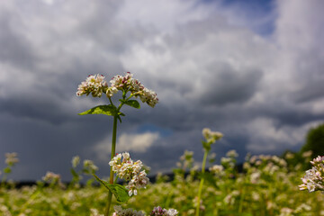 Obraz premium buckwheat flower on the field