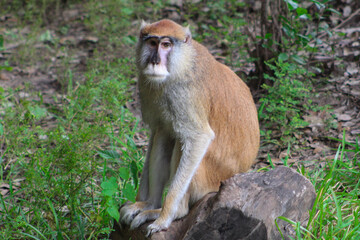 A patas monkey at the Houston zoo