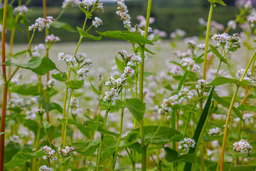 buckwheat flower on the field