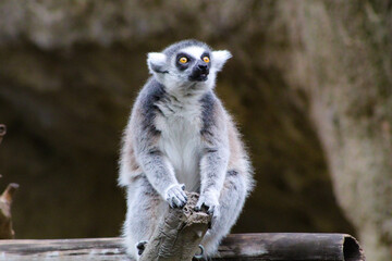 A ring-tailed lemur at the Houston Zoo.