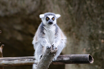 A ring-tailed lemur at the Houston Zoo. © David McQ