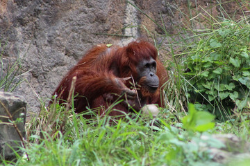 An orangutan