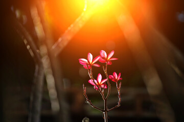 frangipani flower in sunlight nature place .