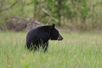 Looking for food, a Black Bear- Ursus americanus- pauses in a field in the Great Smoky Mountains...