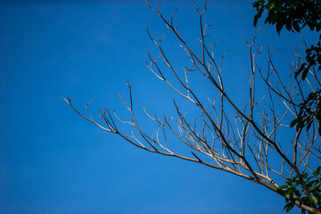Branches in the sky with both green leaves and dead branches.