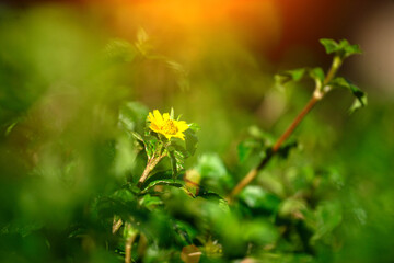 Sunset in the forest. Beautiful autumn landscape with sunbeams.