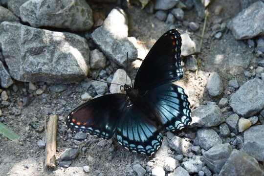 A Red-spotted Purple butterfly, Limenitis arthemis astyanax, pauses on the trail gravel
