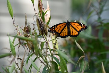 A freshly emerged male Monarch butterfly pauses on a milkweed plant