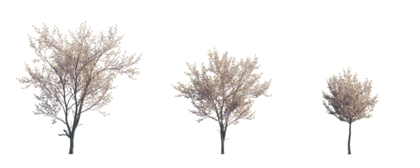 Prunus serrulata Japanese flowering cherry street summer trees medium and small isolated png on a transparent background premium cutout