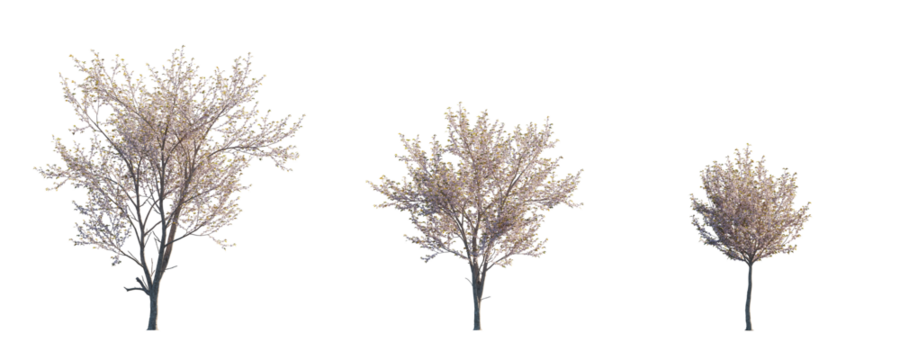 Prunus serrulata Japanese flowering cherry street summer trees medium and small isolated png on a transparent background premium cutout