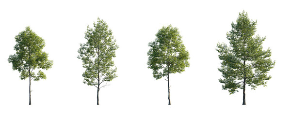 Tilia cordata set street summer trees medium and small isolated png on a transparent background perfectly cutout (Small-leaved linden, European linden) - obrazy, fototapety, plakaty