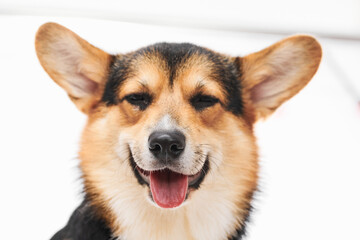 Pembroke Welsh Corgi portrait isolated on white studio background with copy space, purebred dog