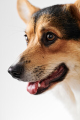 Pembroke Welsh Corgi portrait isolated on white studio background with copy space, purebred dog