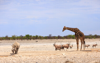 A beautiful scene at an Afrivan waterhole in Etosha national park, with Black Rhino, Giraffe and a...